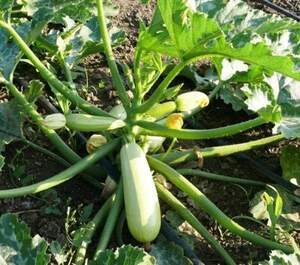 Семена кабачка "Муфаса" F1 0,5 кг. Lark Seesd USA