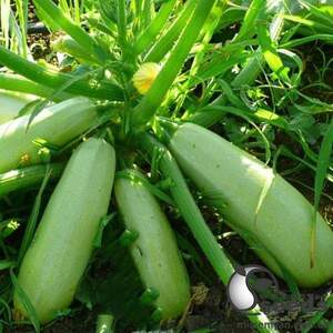 Кабачок Теренум F1 500 семян. (Lark Seeds)