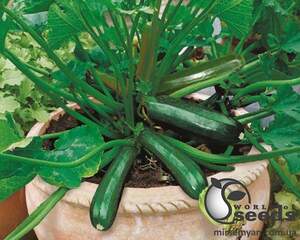 Кабачок Базальт F1 500 cемян. (Lark Seeds)