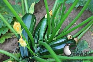 Кабачок Базальт F1 500 cемян. (Lark Seeds)