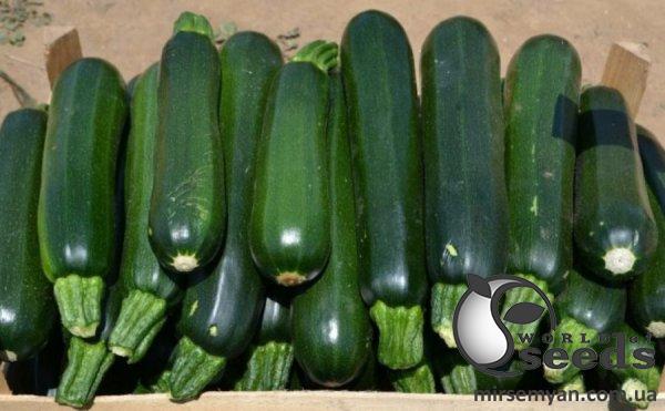 Кабачок Базальт F1 500 cемян. (Lark Seeds) Кабачок Базальт F1 500 cемян. (Lark Seeds)