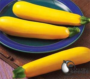 Кабачок Голдстик F1 500 семян. (Lark Seeds)