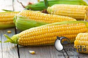 Сахарная кукуруза 1010 F1 2500 семян. (Lark Seesd)