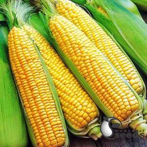 Сахарная кукуруза 1860 F1 25 000 семян. (Lark Seesd) Сахарная кукуруза 1860 F1 25 000 семян. (Lark Seesd)