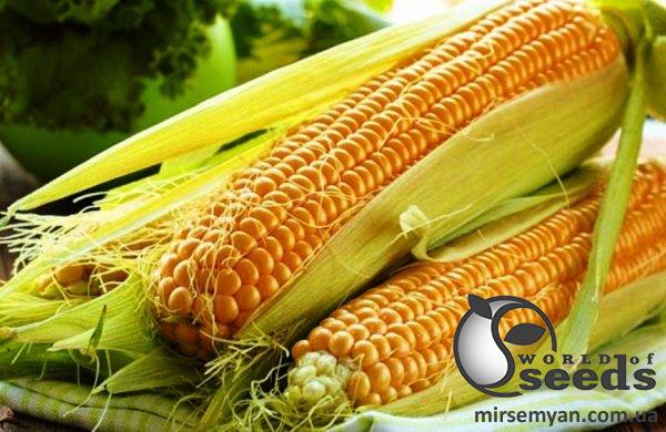 Сахарная кукуруза 1860 F1 25 000 семян. (Lark Seesd) Сахарная кукуруза 1860 F1 25 000 семян. (Lark Seesd)