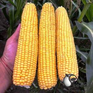 Кукуруза 3517 F1 2500 семян. (Lark Seeds)