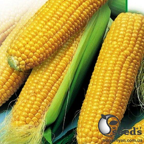 Кукуруза 3517 F1 2500 семян. (Lark Seeds) Кукуруза 3517 F1 2500 семян. (Lark Seeds)