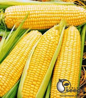 Кукуруза Уокер F1 2500 семян. (Lark Seeds)