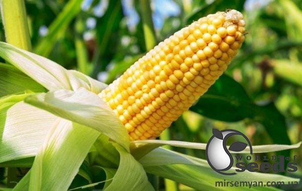 Кукуруза Уокер F1 25 000 семян. (Lark Seeds) Кукуруза Уокер F1 25 000 семян. (Lark Seeds)