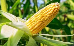 Кукуруза Уокер F1 25 000 семян. (Lark Seeds)