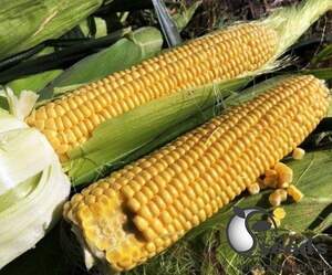 Кукуруза 1801 F1 2500 семян. (Lark Seeds)
