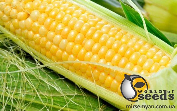 Кукуруза 1801 F1 2500 семян. (Lark Seeds) Кукуруза 1801 F1 2500 семян. (Lark Seeds)