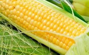 Кукуруза 1801 F1 2500 семян. (Lark Seeds)