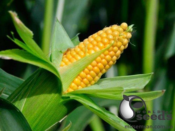 Кукуруза 1708 F1 2500 семян. (Lark Seeds) Кукуруза 1708 F1 2500 семян. (Lark Seeds)