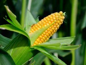 Кукуруза 1708 F1 2500 семян. (Lark Seeds)