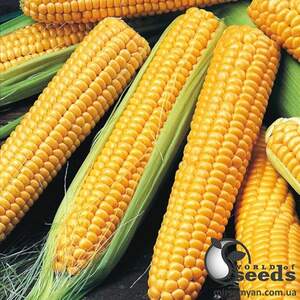 Сахарная кукуруза Хаммер F1 2 500 семян. (Lark Seesd)