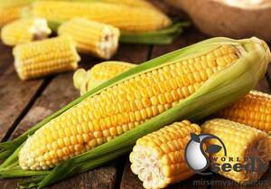 Сахарная кукуруза Хаммер F1 2 500 семян. (Lark Seesd)