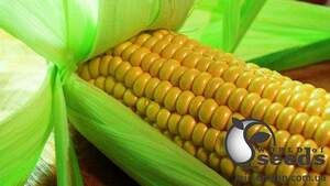 Сахарная кукуруза Хаммер F1 25 000 семян. (Lark Seesd) Сахарная кукуруза Хаммер F1 25 000 семян. (Lark Seesd)