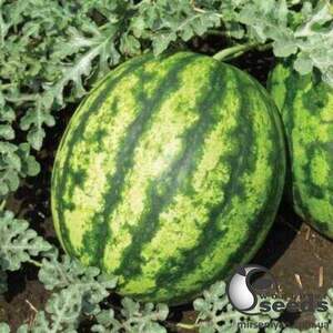 Арбуз Султан F1 1 000 семян. (Lark Seesd)