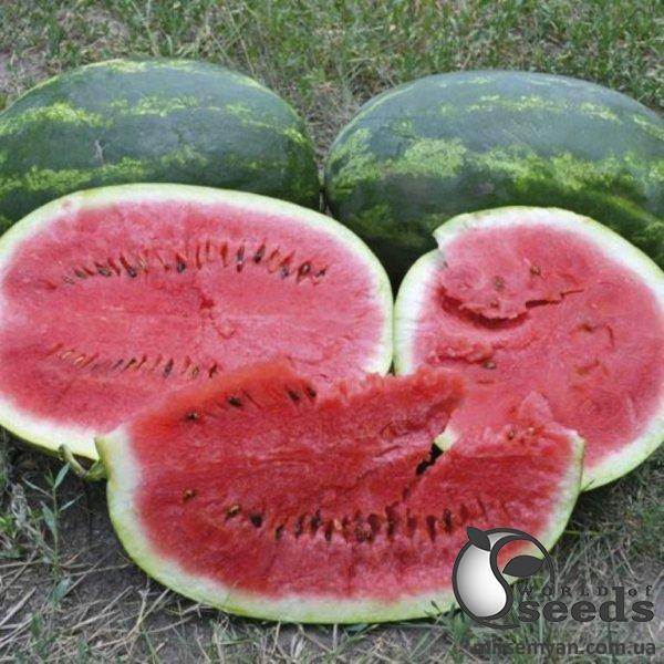 Арбуз Юмми F1 1000 семян. (Lark Seeds)з Арбуз Юмми F1 1000 семян. (Lark Seeds)з