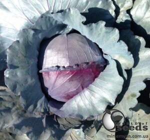 Капуста Ред Класс F1 2500 семян. (Lark Seeds) Капуста Ред Класс F1 2500 семян. (Lark Seeds)