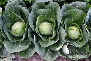 Капуста Капитал F1 2500 семян. (Lark Seeds) Капуста Капитал F1 2500 семян. (Lark Seeds)