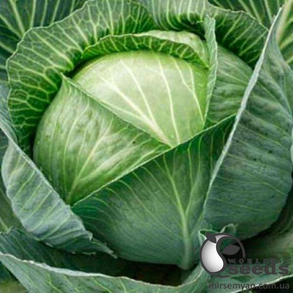 Капуста Капитал F1 2500 семян. (Lark Seeds) Капуста Капитал F1 2500 семян. (Lark Seeds)
