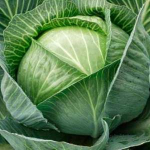 Капуста Капитал F1 2500 семян. (Lark Seeds) Капуста Капитал F1 2500 семян. (Lark Seeds)