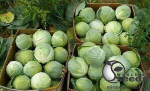 Семена капусты Посадено F1 1 000 семян. (Lark Seesd)