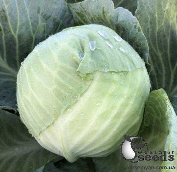 Капуста Фанси F1 2500 семян. (Lark Seeds) Капуста Фанси F1 2500 семян. (Lark Seeds)