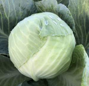 Капуста Фанси F1 2500 семян. (Lark Seeds)