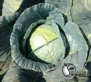 Капуста Баланс F1 2500 семян. (Lark Seeds) Капуста Баланс F1 2500 семян. (Lark Seeds)