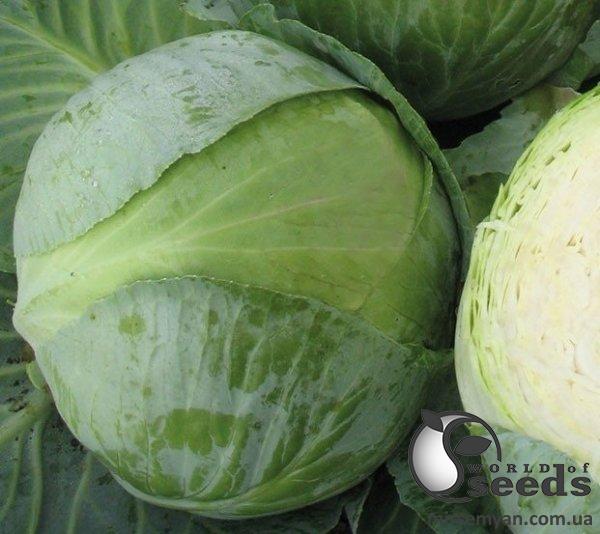 Капуста Баланс F1 2500 семян. (Lark Seeds) Капуста Баланс F1 2500 семян. (Lark Seeds)