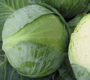 Капуста Баланс F1 2500 семян. (Lark Seeds) Капуста Баланс F1 2500 семян. (Lark Seeds)