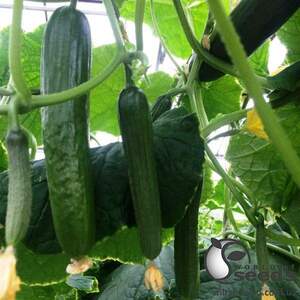 Огурец Базис F1 1000 семян. (Lark Seeds) Огурец Базис F1 1000 семян. (Lark Seeds)
