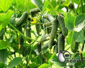 Огурец ЗКИ-104 F1 1000 семян. (Lark Seeds)