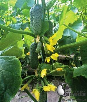 Огурец ЗКИ-104 F1 1000 семян. (Lark Seeds) Огурец ЗКИ-104 F1 1000 семян. (Lark Seeds)