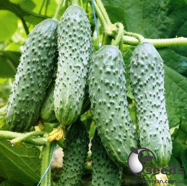 Огурец ЗКИ-104 F1 1000 семян. (Lark Seeds) Огурец ЗКИ-104 F1 1000 семян. (Lark Seeds)