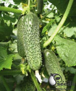 Огурец Оптимус F1 250 семян. (Lark Seeds) Огурец Оптимус F1 250 семян. (Lark Seeds)