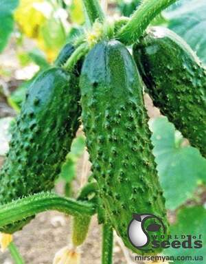 Огурец Оптимус F1 250 семян. (Lark Seeds)