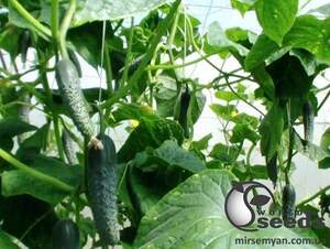 Огурец Стингер F1 1000 семян. (Lark Seeds)