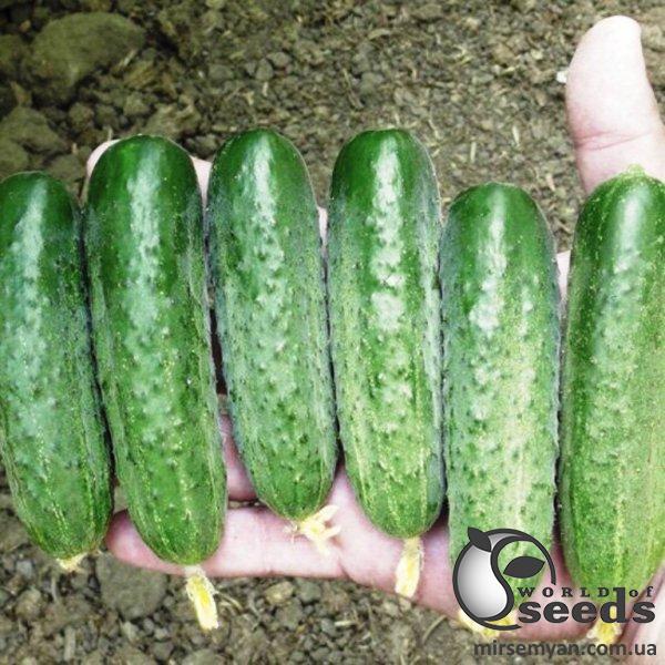 Огурец Стингер F1 1000 семян. (Lark Seeds) Огурец Стингер F1 1000 семян. (Lark Seeds)