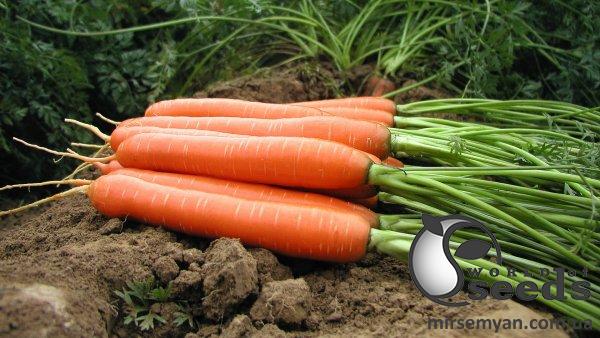 Морковь КАДАНС F1/KADANS (1,6-1,8мм.) 100 000 семян. (Nunhems) Морковь КАДАНС F1/KADANS (1,6-1,8мм.) 100 000 семян. (Nunhems)