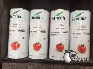 Томат SV 8320 TD F1 5000 семян. (Seminis)
