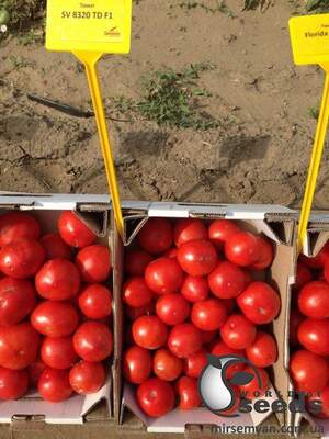 Томат SV 8320 TD F1 5000 семян. (Seminis)