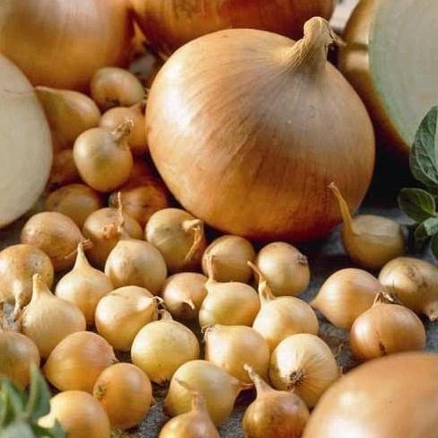 Лук севок озимый Бургос 0,5 кг Лук севок озимый Бургос 0,5 кг