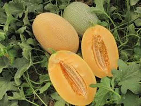 Дыня Карера F1 1000 семян. (Nunhems) Дыня Карера F1 1000 семян. (Nunhems)