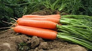 Морковь Бриллианс F1 (1,8-2мм) 100 000 семян. (Nunhems) Морковь Бриллианс F1 (1,8-2мм) 100 000 семян. (Nunhems)