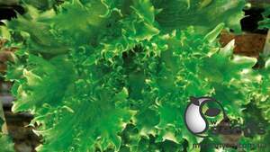 Салат Данстер 5000 семян. (Nunhems) Салат Данстер 5000 семян. (Nunhems)