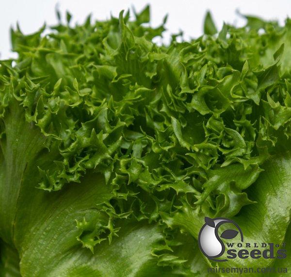 Салат Финстер (3-3,5) F1 5000 семян. (Nunhems) Салат Финстер (3-3,5) F1 5000 семян. (Nunhems)